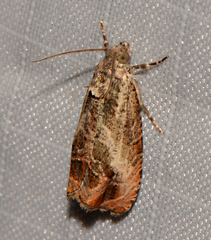 Olethreutes hamameliana