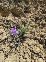 Lygodesmia grandiflora