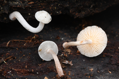Collybia bakerensis