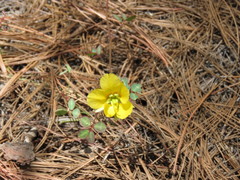 Chamaecrista hispidula