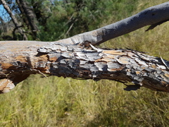 Corymbia terminalis