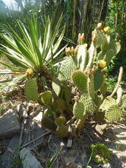 Opuntia strigil
