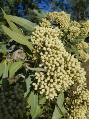 Corymbia terminalis