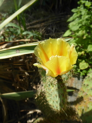 Opuntia strigil
