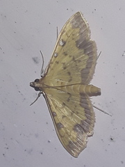 Ategumia