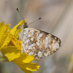 Phyciodes pulchella camillus