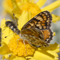 Phyciodes pulchella camillus