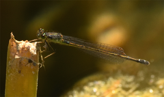 Ischnura denticollis