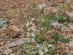 Salvia microstegia