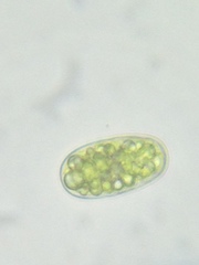 Botrydiopsis