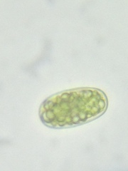 Botrydiopsis