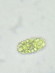 Botrydiopsis