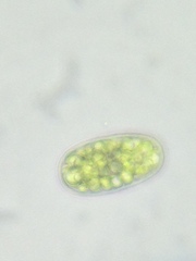 Botrydiopsis