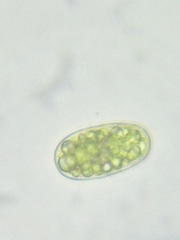Botrydiopsis