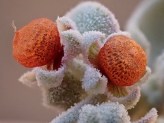 Chenopodium curvispicatum