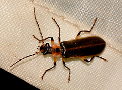 Podabrus basillaris