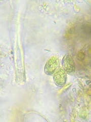 Oocystis