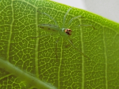 Lyssomanes