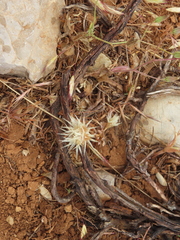 Chardinia orientalis