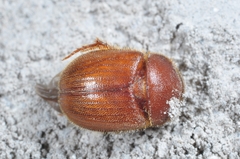 Ochodaeus chrysomeloides