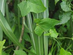 Solena amplexicaulis