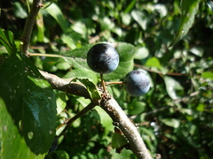 Prunus spinosa dasyphylla