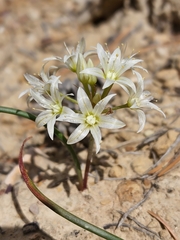 Allium nevadense