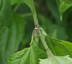 Biasticus flavinotus