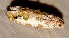 Proteoteras naracana