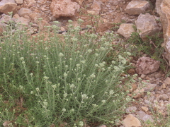 Achillea falcata