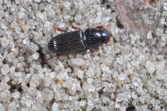 Pleurophorus caesus