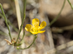 Linum australe