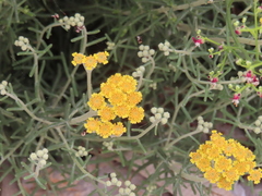Achillea falcata
