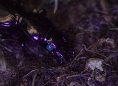 Oregus aereus