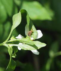 Graptostethus servus