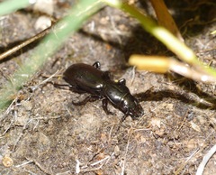 Oregus aereus