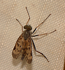 Rhagio punctipennis