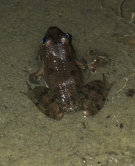 Pelophylax bedriagae