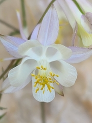 Aquilegia micrantha