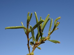 Acacia wilhelmiana