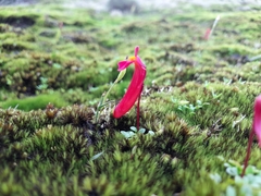 Utricularia menziesii