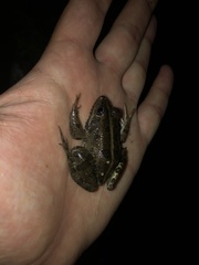 Pelophylax bedriagae