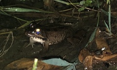 Pelophylax bedriagae