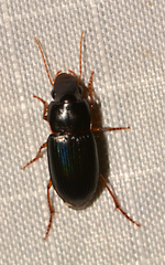 Selenophorus opalinus