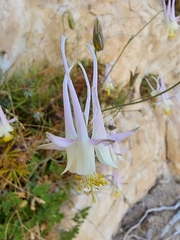 Aquilegia micrantha