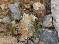 Chardinia orientalis