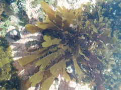 Dictyota kunthii