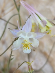 Aquilegia micrantha
