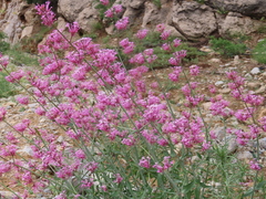 Centranthus longiflorus