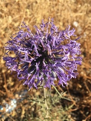Echinops adenocaulos